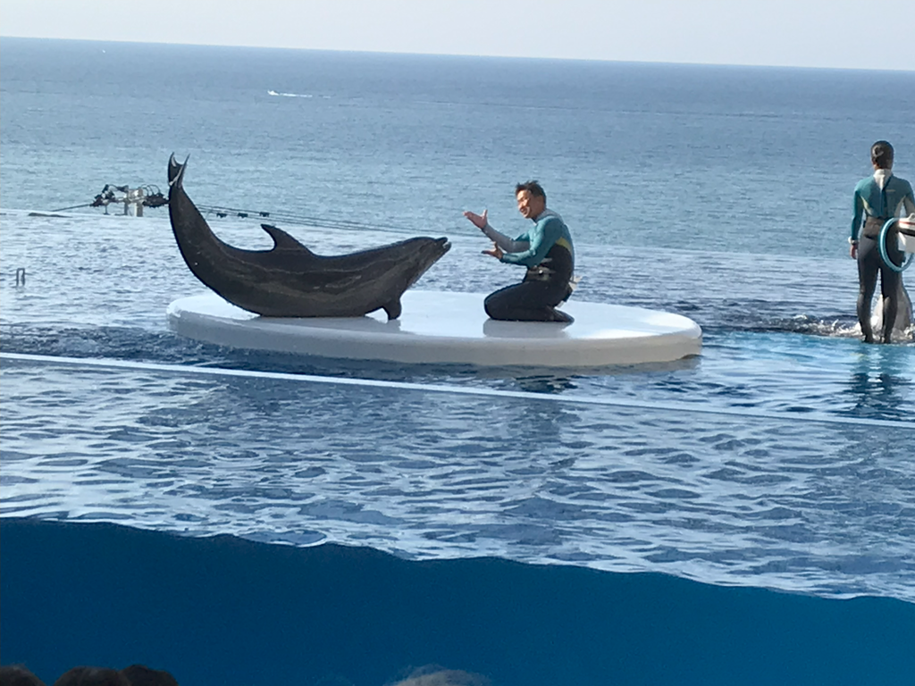 新潟県上越市立水族博物館「うみがたり」ドルフィンパフォーマンス